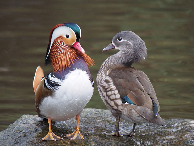 pato mandarín – animalesextraordinarioscm2